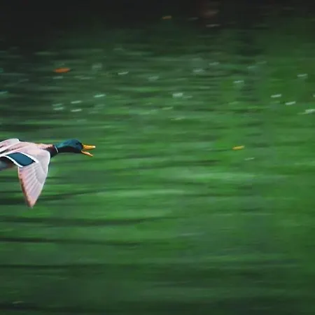 Casa de Férias Vikendica,, Tadic,,